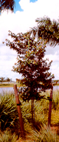Satinleaf