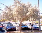 Buttonwood