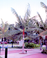 Teddy Bear Palm