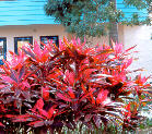 Ti Plant