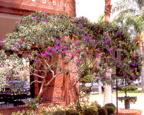 Tibouchina