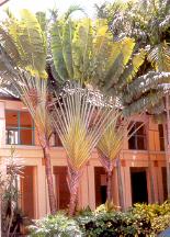 TravelersTree