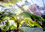 TreeFern