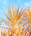 Tricolor Dracaena