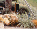 Variegated Liriope