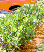 ViburnumAwabuki