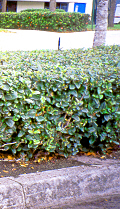 ViburnumSuspensum