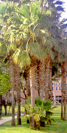 WashingtoniaPalm