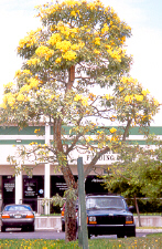 TabebuiaYellow