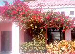 Bougainvillea Red