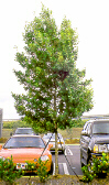greenbuttonwood