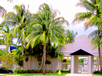 coconuts