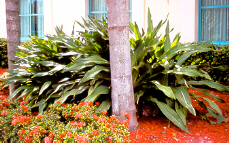crinum