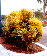 Golddust Croton