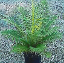 Macho Fern