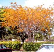 lysiloma