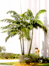 montgomerypalm