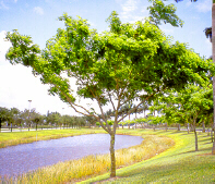 Pongam2