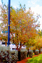 Weepingbottlebrush