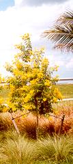 YellowElder