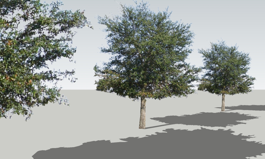 Quercus virginiana 20'
