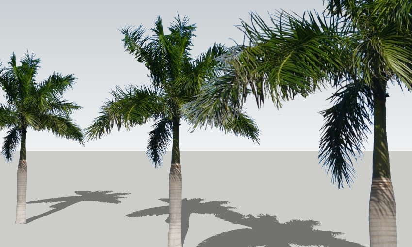 ROYAL PALM 30'