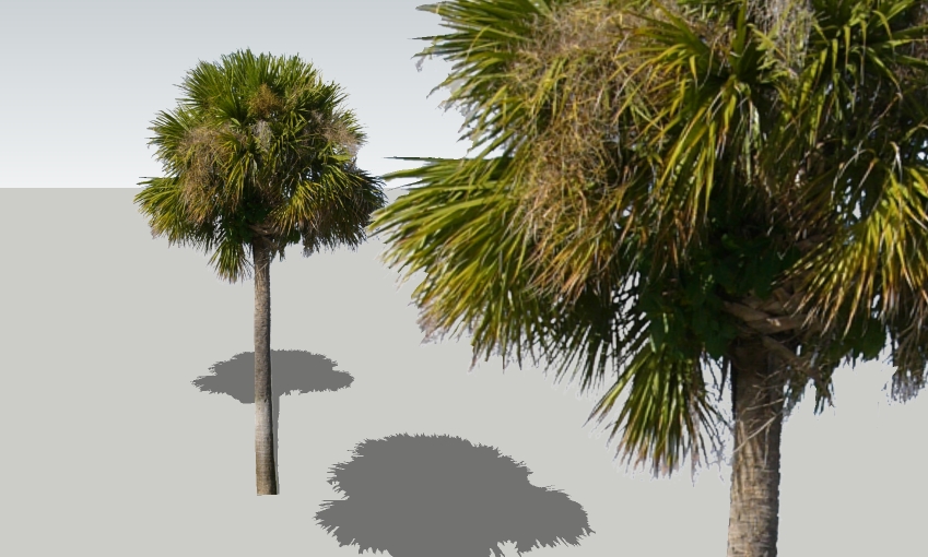 Sabal palmetto 19'