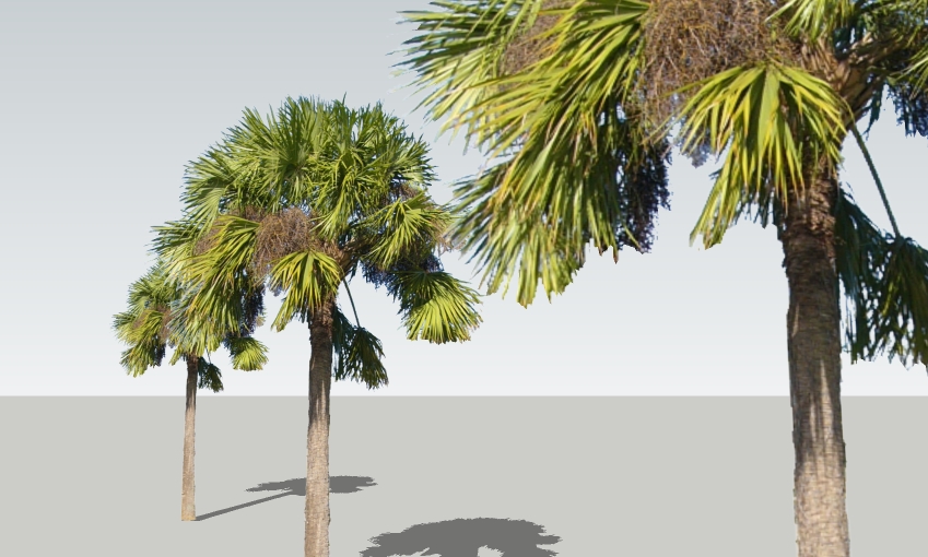Sabal_palmetto,_Cabbage_Palm_18'