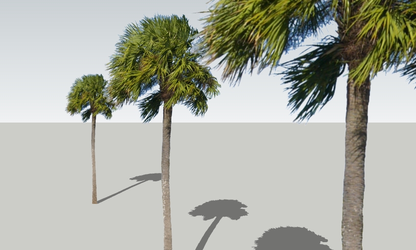 Sabal_palmetto,_Cabbage_Palm_27'