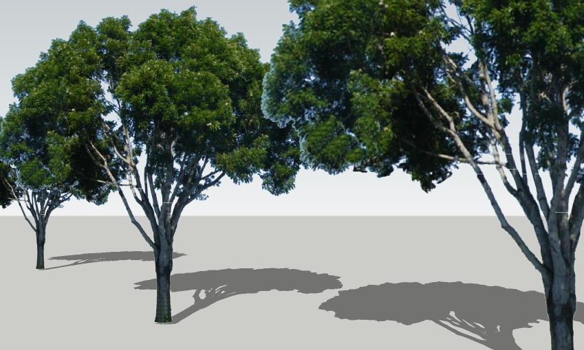 Swietenia mahogani, Mahogany 30'