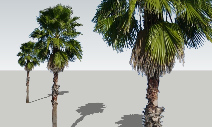 Washingtonia robusta 24'